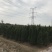【有好货】基地蜀桧量大全国发货各种规格