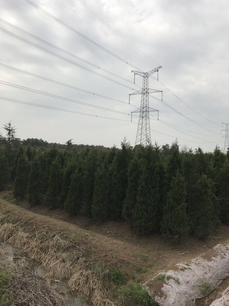 【有好货】基地蜀桧量大全国发货各种规格