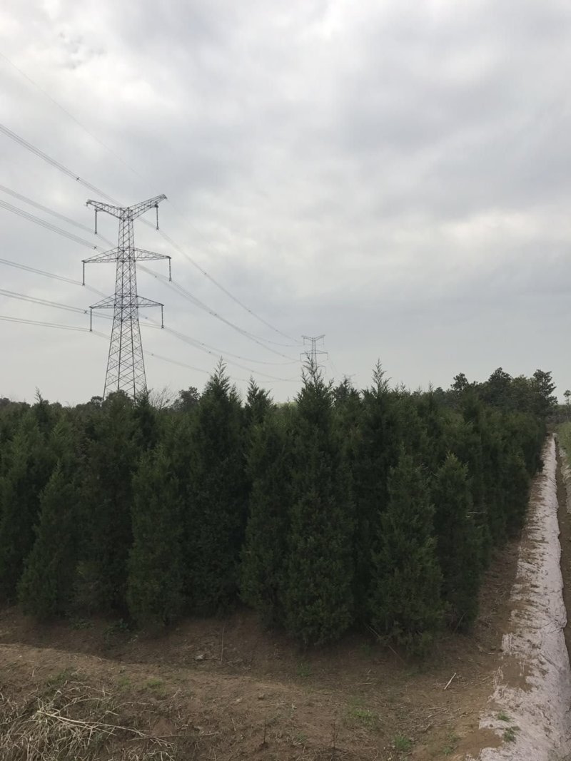 【有好货】基地蜀桧量大全国发货各种规格