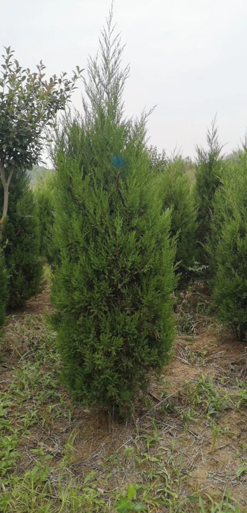 【有好货】基地蜀桧量大全国发货各种规格