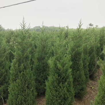 【有好货】基地蜀桧量大全国发货各种规格