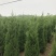 【有好货】基地蜀桧量大全国发货各种规格