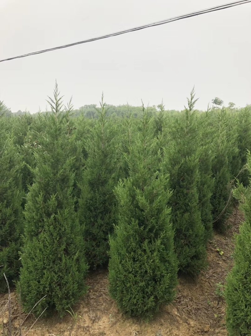 【有好货】基地蜀桧量大全国发货各种规格