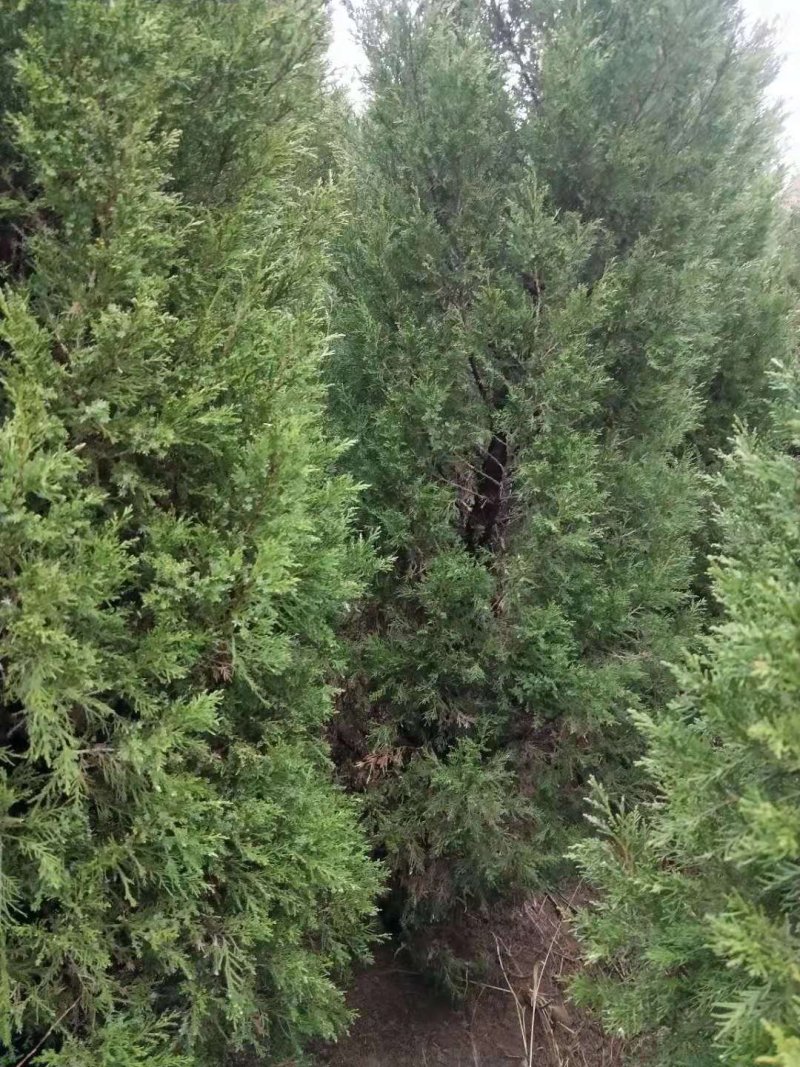 【有好货】基地蜀桧量大全国发货各种规格