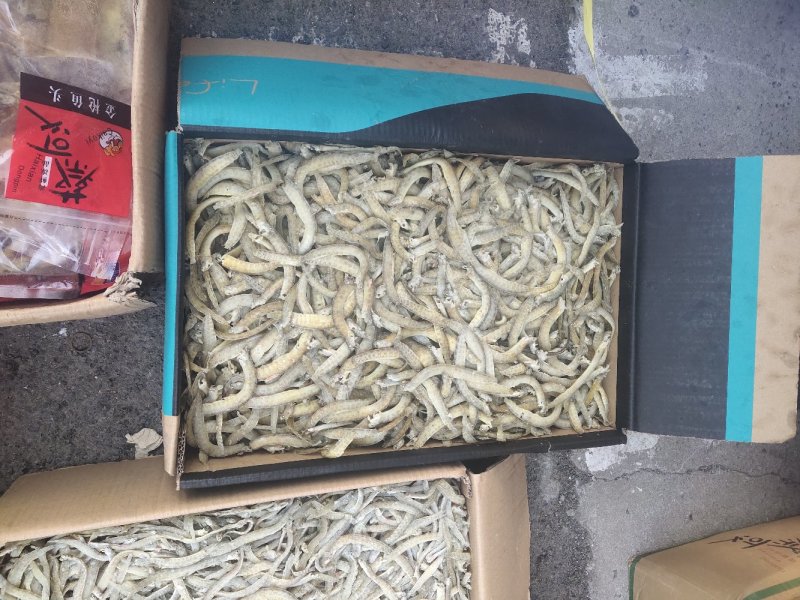 凤尾鱼