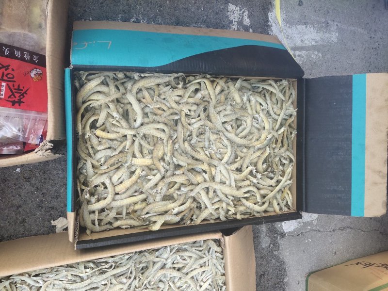 凤尾鱼