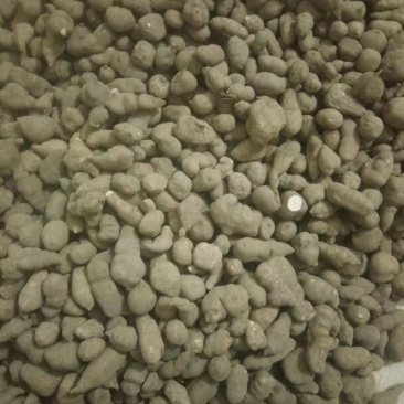广西选装精品三叶青