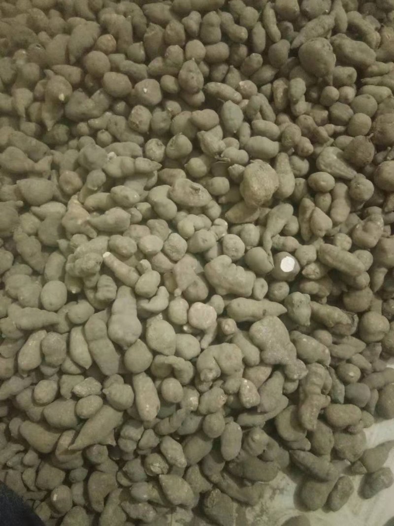 广西选装精品三叶青