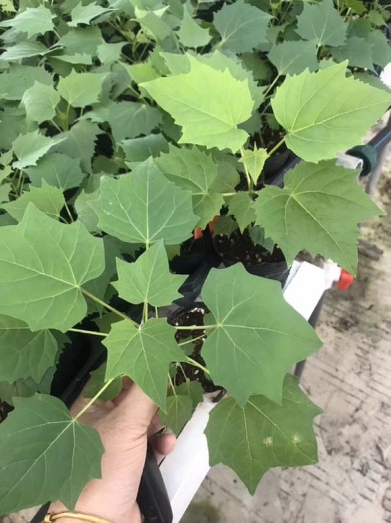 楸树精品组培金丝楸树根苗组培楸树根苗小苗