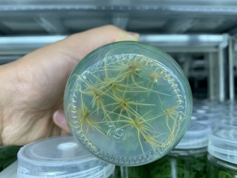 楸树精品组培金丝楸树根苗组培楸树根苗小苗