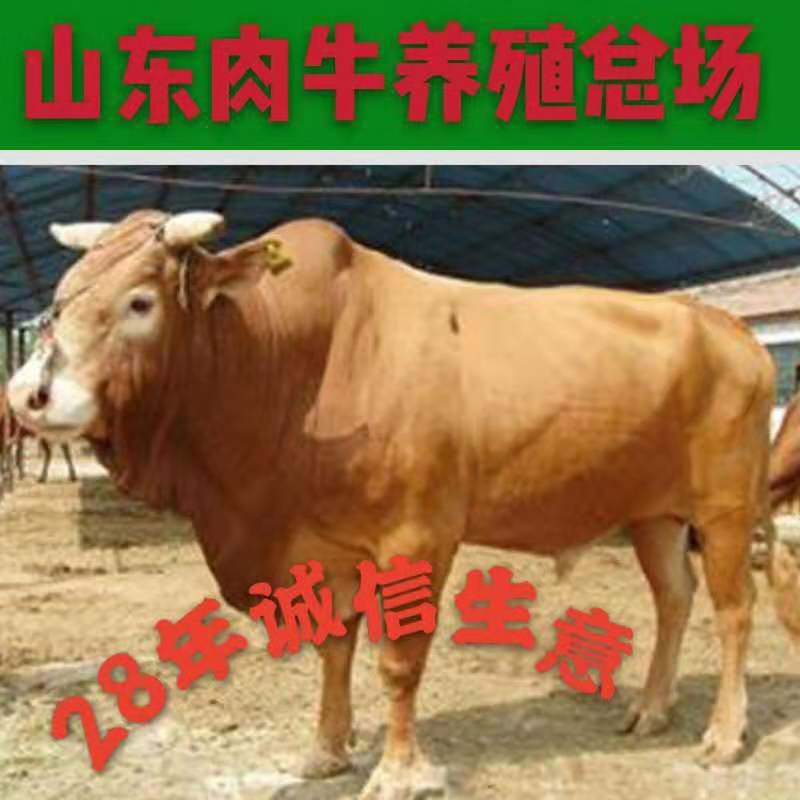黄牛牛犊小牛苗改良牛犊秦川牛