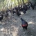 80后阿姨大山散养土鸡蛋