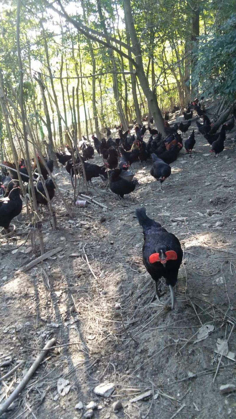 80后阿姨大山散养土鸡蛋