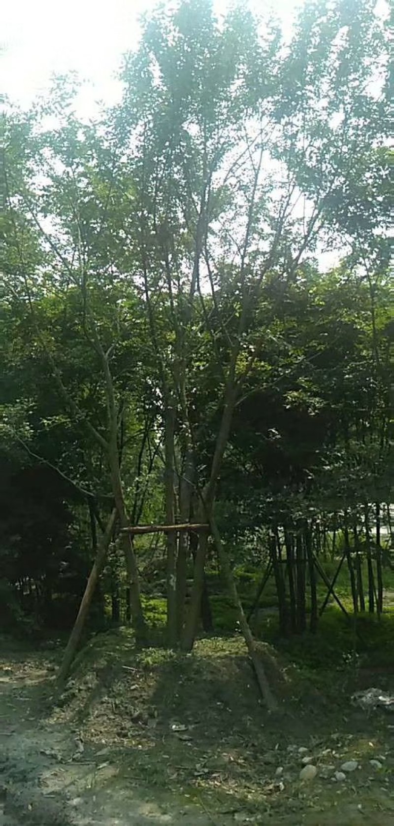 精品丛生朴树长期大量出售中，需要，量大从优