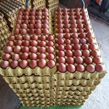 鸡场的鸡蛋红蛋蛋壳光滑无粪便鸡场直供长期供应量大