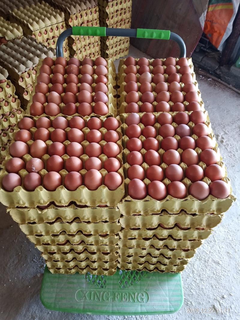 鸡场的鸡蛋红蛋蛋壳光滑无粪便鸡场直供长期供应量大优惠