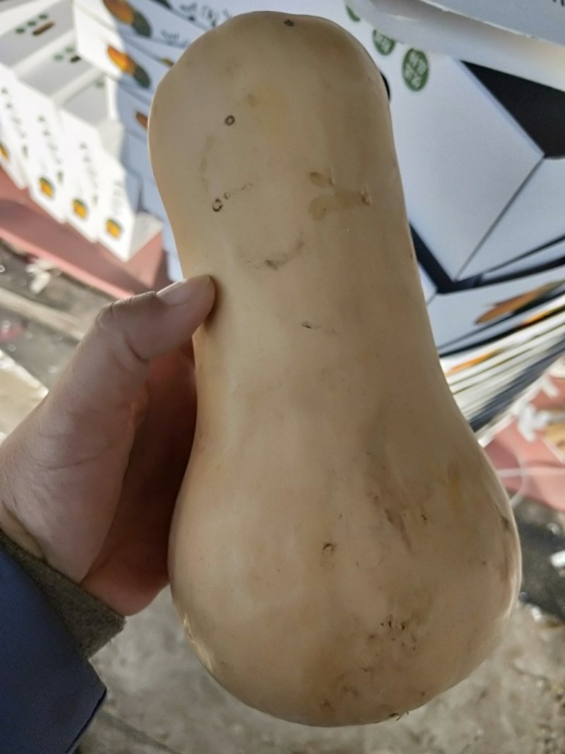 精品奶油南瓜，蜂蜜南瓜，棚内吊瓜，基地直发