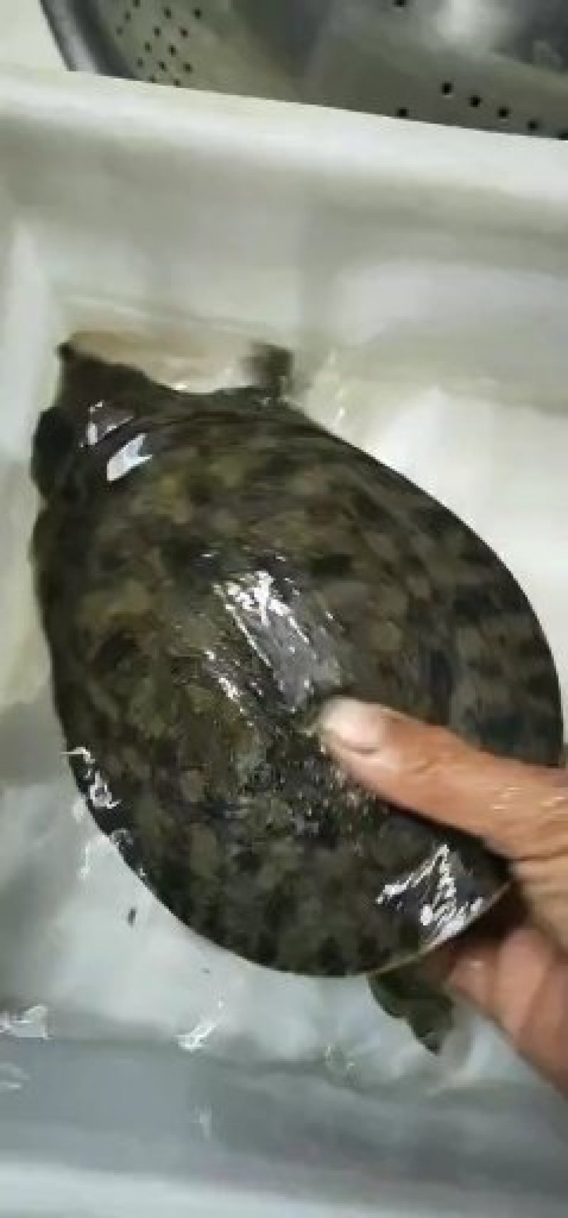 年前补一补的佳品