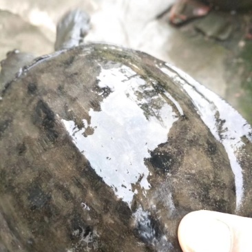 年前补一补的佳品