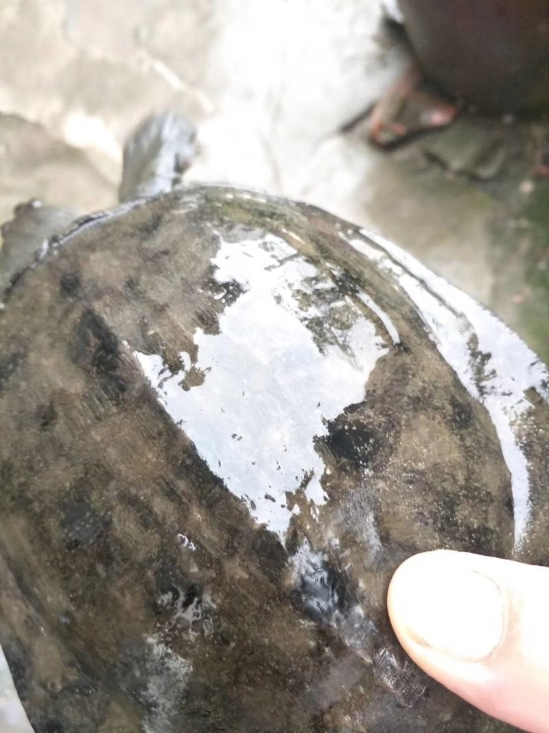 年前补一补的佳品