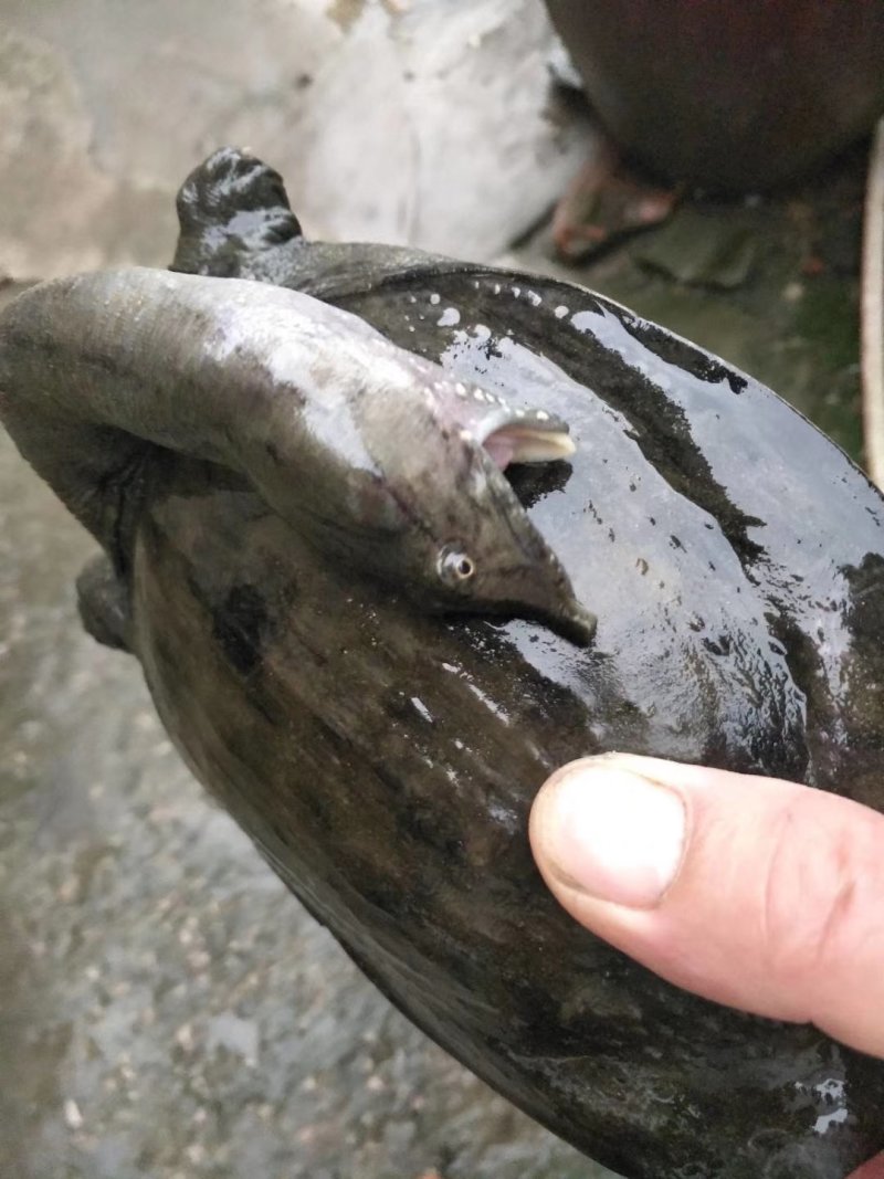 年前补一补的佳品