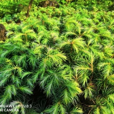 杉树苗刺杉苗一年生小苗、一手货源苗圃直发保质保量