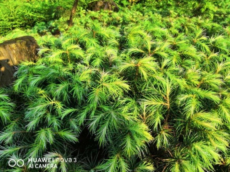 杉树苗刺杉苗一年生小苗、一手货源苗圃直发保质保量