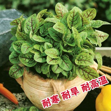红脉酸模种子西餐摆盘点缀沙拉蔬菜红丝红柄酸膜叶香草菜特菜
