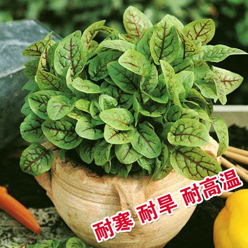 红脉酸模种子西餐摆盘点缀沙拉蔬菜红丝红柄酸膜叶香草菜特菜