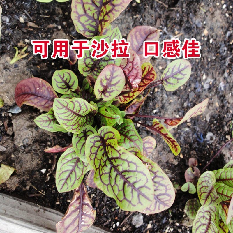 红脉酸模种子西餐摆盘点缀沙拉蔬菜红丝红柄酸膜叶香草菜特菜