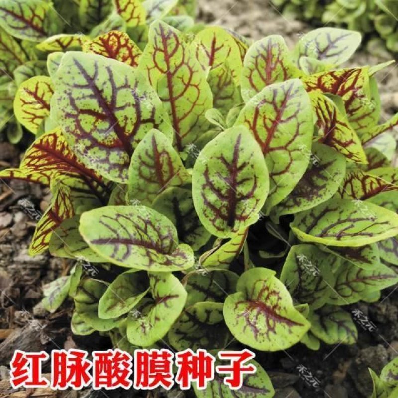 红脉酸模种子西餐摆盘点缀沙拉蔬菜红丝红柄酸膜叶香草菜特菜