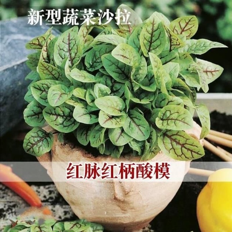 红脉酸模种子西餐摆盘点缀沙拉蔬菜红丝红柄酸膜叶香草菜特菜