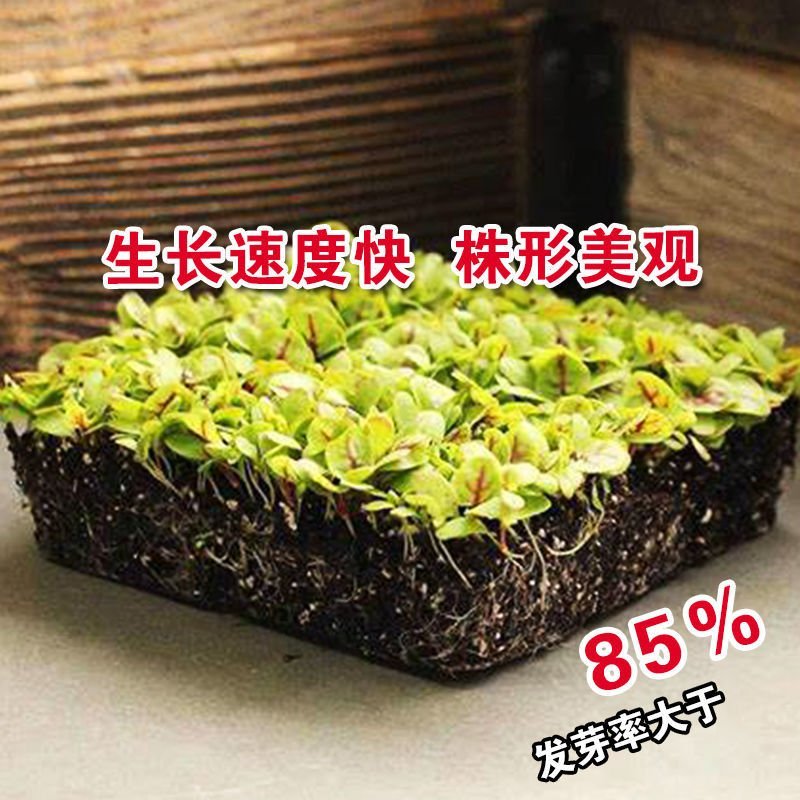 红脉酸模种子西餐摆盘点缀沙拉蔬菜红丝红柄酸膜叶香草菜特菜