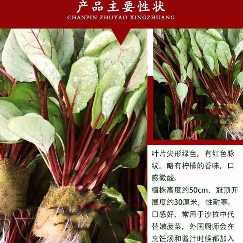 红脉酸模种子西餐摆盘点缀沙拉蔬菜红丝红柄酸膜叶香草菜特菜