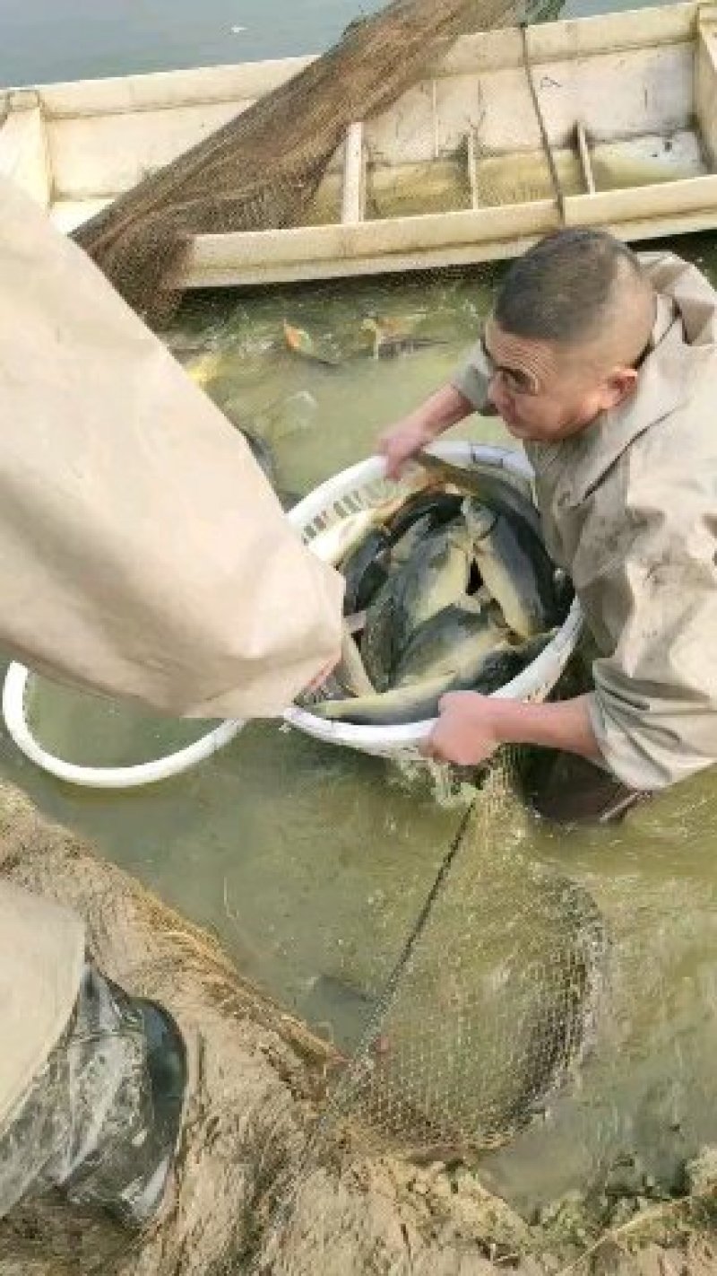 草鱼垂钓包活送到上门货到付款保证质量