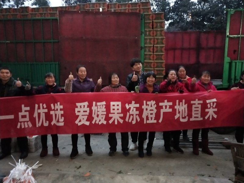 正宗爱媛果冻橙，耙耙柑，不知火高中低各等级优质果品