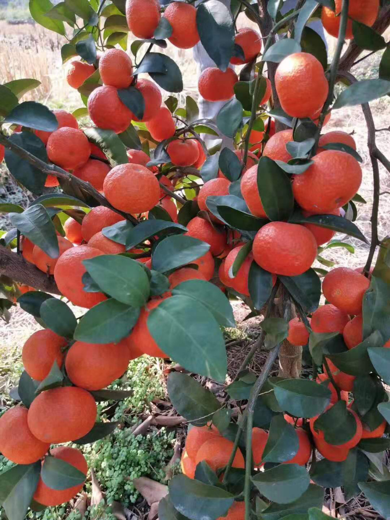 砂糖橘马上大量上市了，欢迎广大电商，老板前来咨询