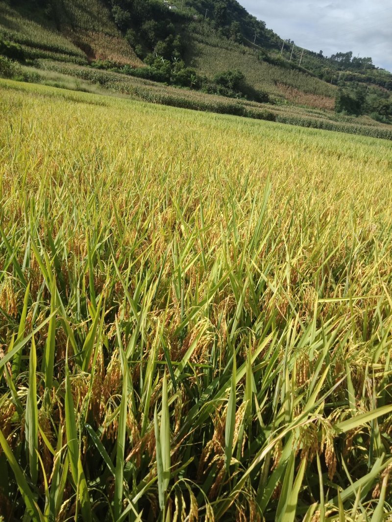 无公害有机优质老鼠芽大米