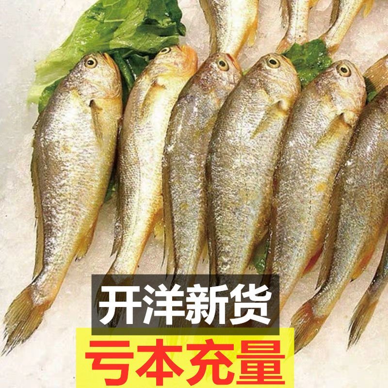 【包邮】新鲜船冻小黄鱼码头直发烧烤专供批发