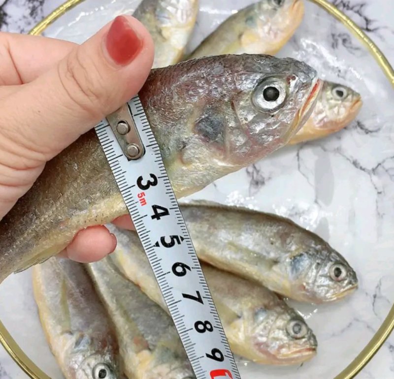 【包邮】新鲜船冻小黄鱼码头直发烧烤专供批发