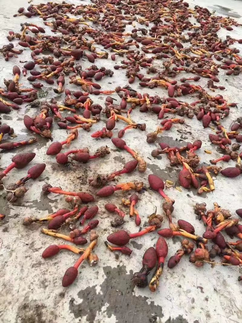 云南野生回春草