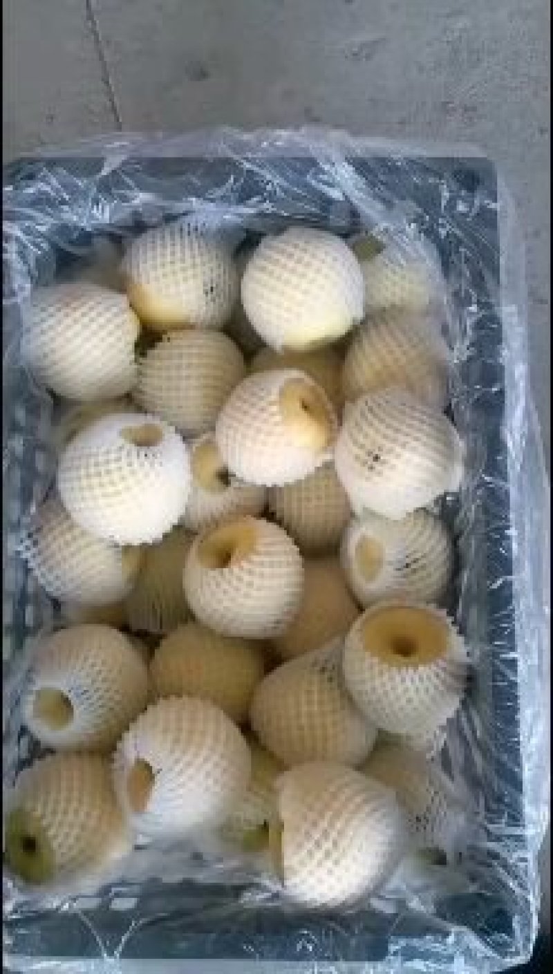 辽宁葫芦岛黄元帅苹果产地直供果面干净口感好坏果少