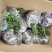天门冬苗天冬种苗大天冬苗麦冬苗提供种植技术