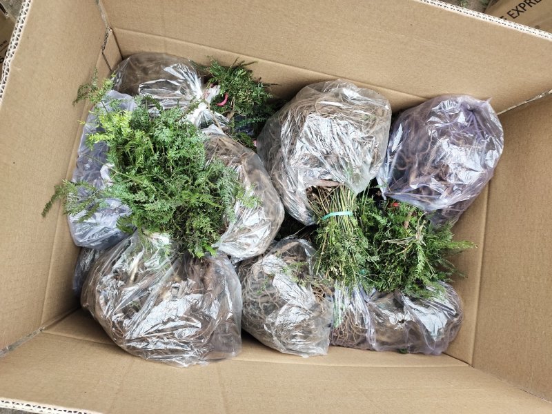 天门冬苗天冬种苗大天冬苗麦冬苗提供种植技术