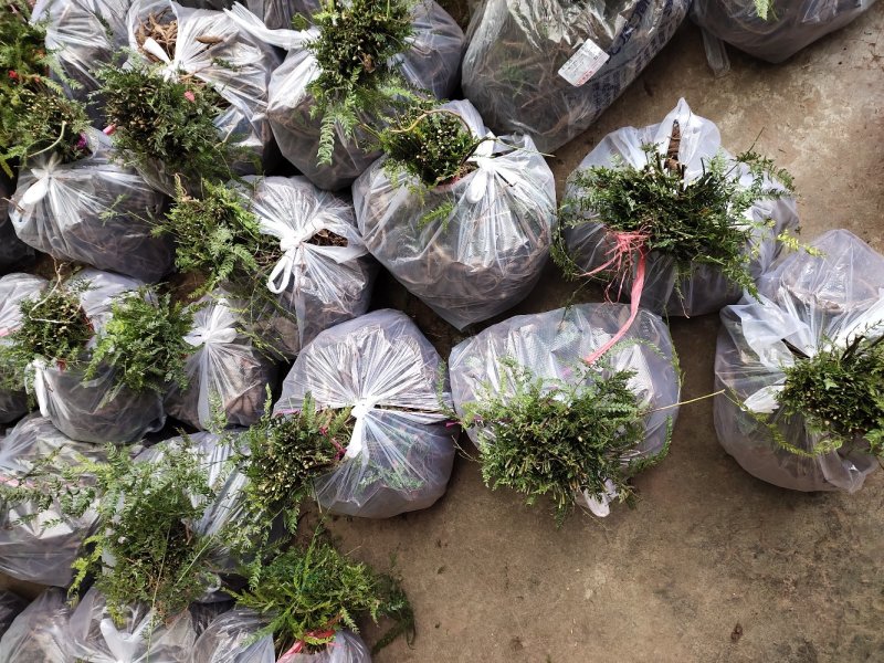天门冬苗天冬种苗大天冬苗麦冬苗提供种植技术