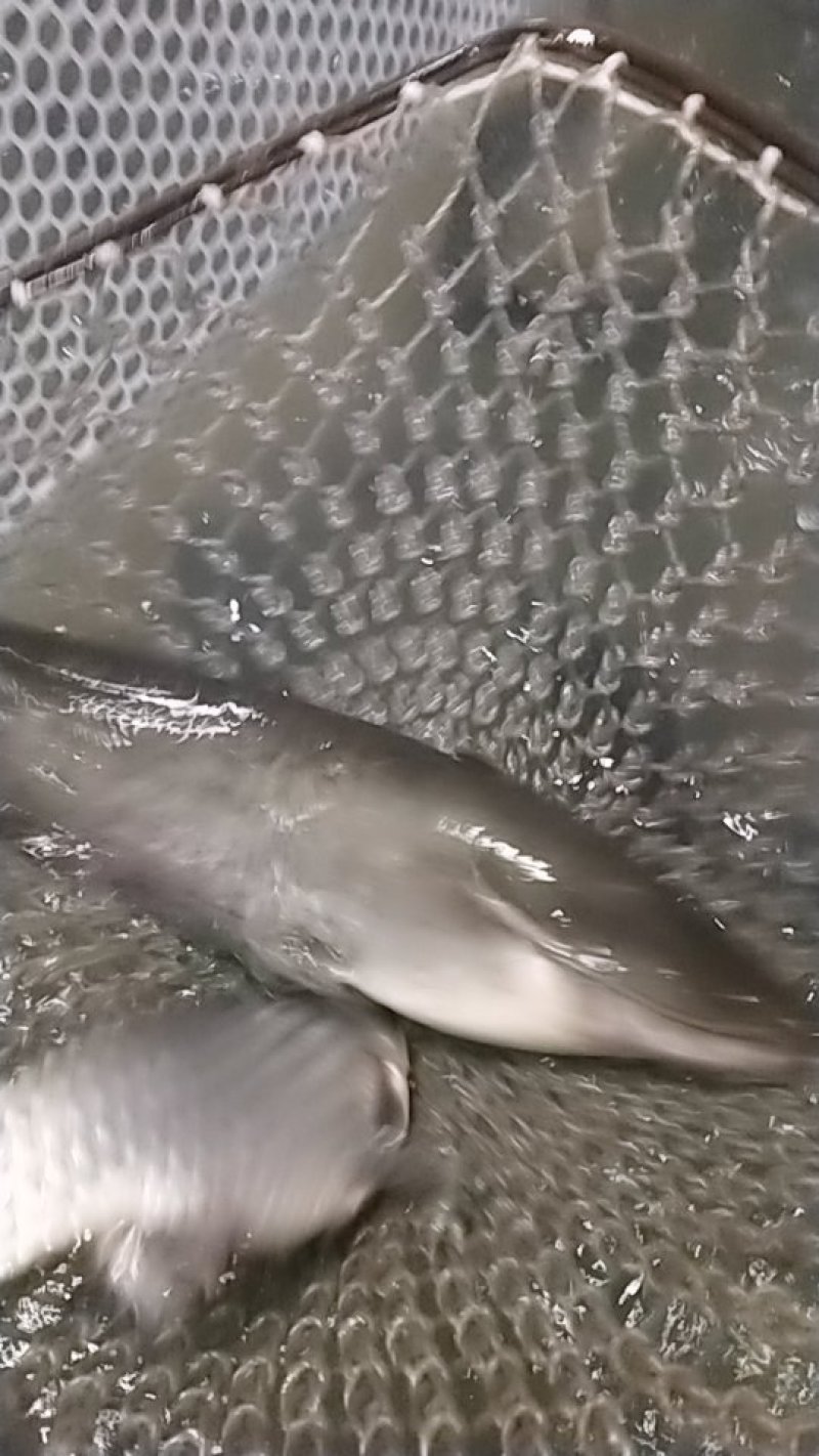 水产