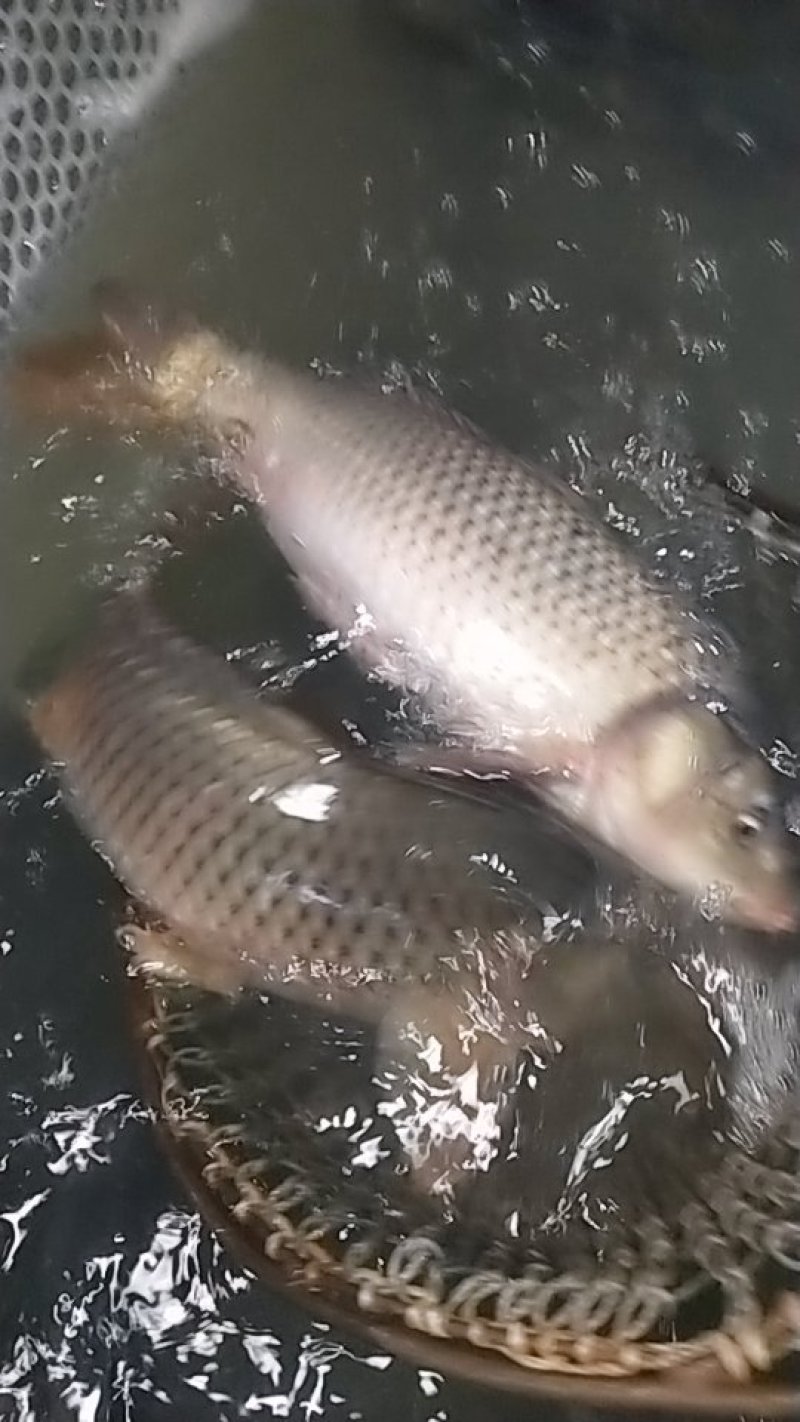 水产