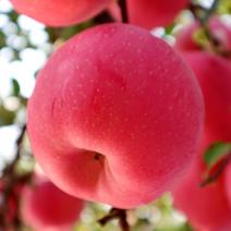 比烟富八还好的苹果～众成1号全红苹果苗，2年生挂小树帽苗