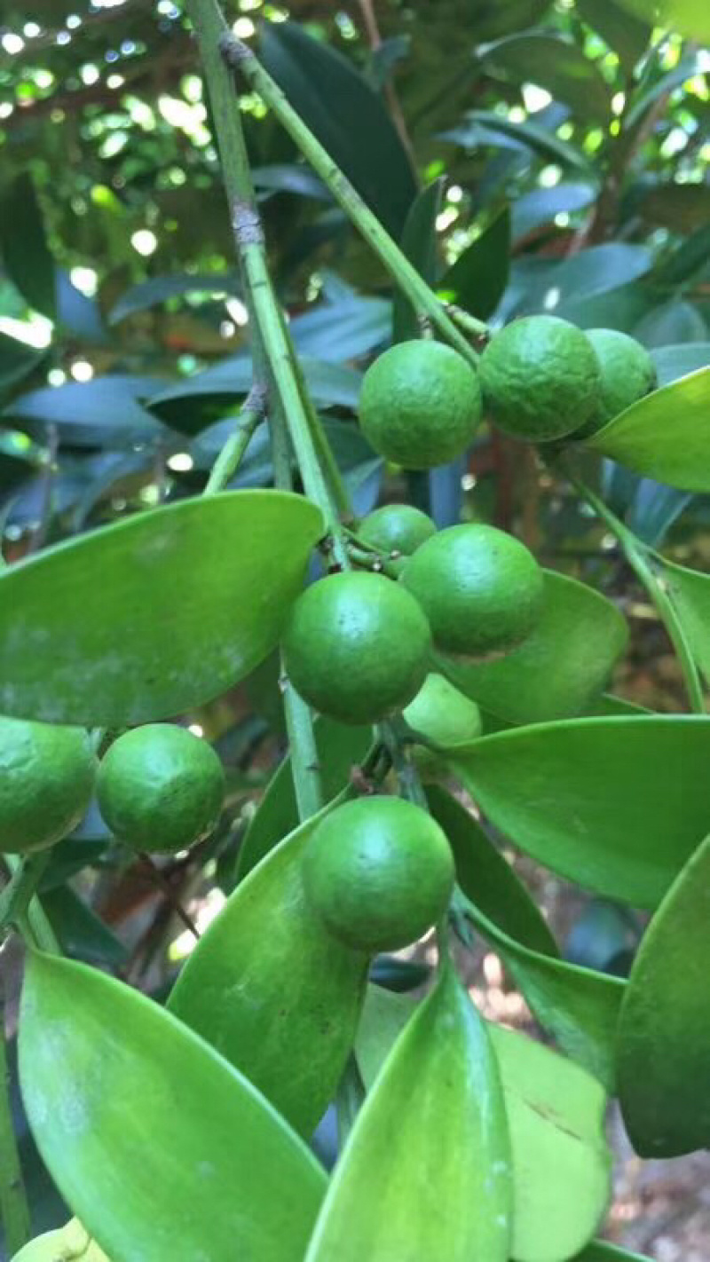 小叶竹柏种子，数量有限，请提前预定