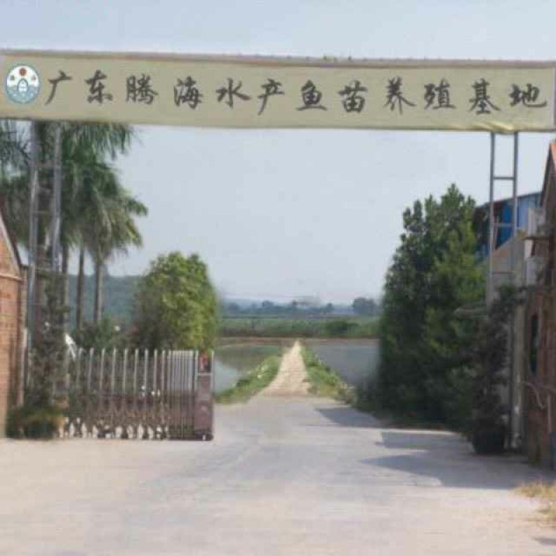 【壳笋鱼苗】泰国笋壳鱼鱼苗笋壳鱼苗，售后技术指导